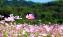 感恩之花开在幸福枝头_1000字