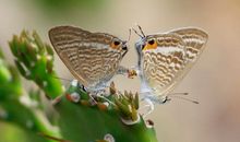 鸳鸯蝴蝶满天飞