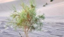 矿泉水的遐思_450字