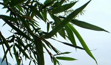 我心中的风景_1200字