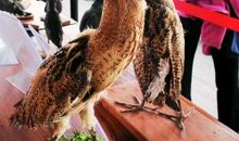 记参观野生鸟类标本展 _400字