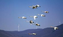 同在蓝天下 人鸟共家园_1000字