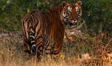 地球的疑惑_900字