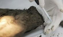 克隆专家_1000字