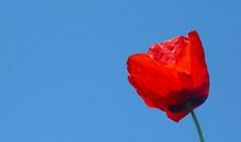 成功来自执着与坚强_400字