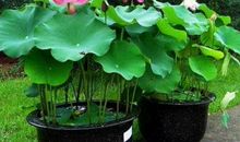 两粒种子的遭遇_450字