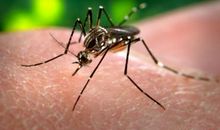 蚊子这一辈子_1500字