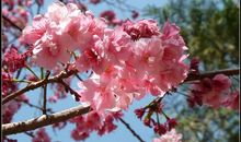 【良言如春】——生命的春天_750字