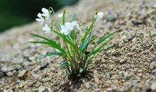 生命的芬芳_800字