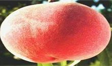 家乡的桃子_350字