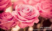 带刺的玫瑰_500字