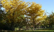 秋天，家乡的地方_700字