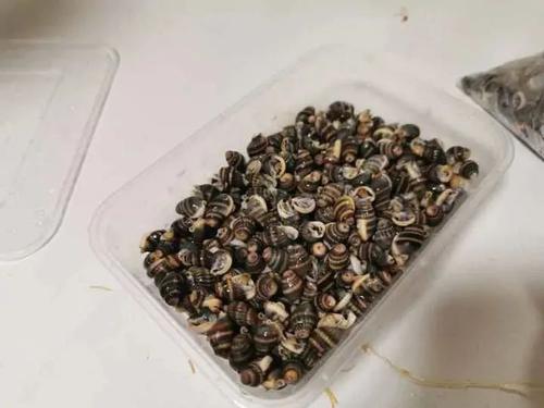 致命的霜冻