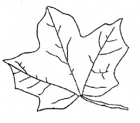 走在生命的分支_800字