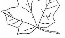 行走在生命的枝叶间_800字