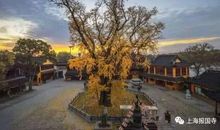 漫漫光阴树_1500字