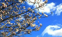 今年，春天来得格早_650字