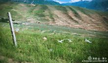 我的家乡在黄土高原上_350字