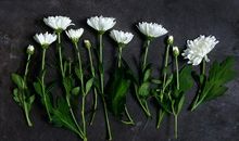 “百花地面”的家乡_350字