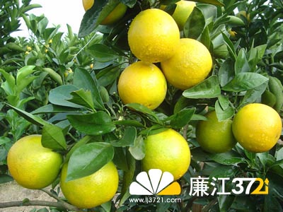 我的家乡 - 连江_700字