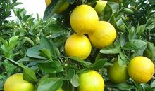 我的家乡——廉江_700字