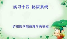 泌尿科实习生活小结