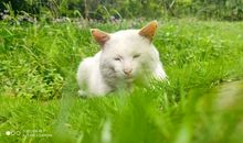 [2013暑期征文]一抹青春，恰逢盛开_1200字