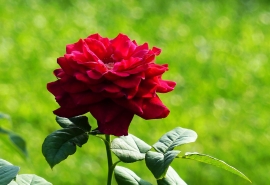 明亮的花_200字