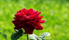 鲜艳的花儿_200字