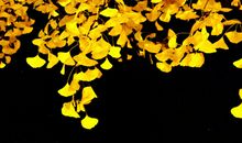 落叶之舞_1000字