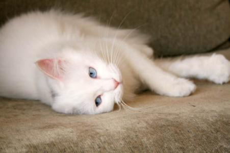 可爱的猫_250字