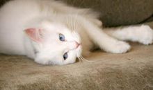 可爱的猫咪_250字