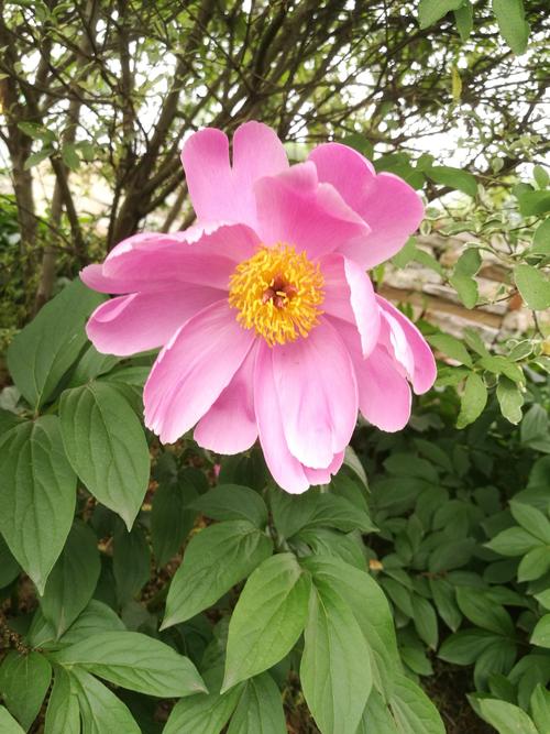 那些花_1200字