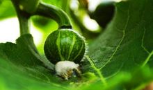 守住一颗宁静的心_350字