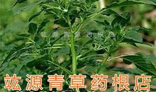 三月青草点点情_650字