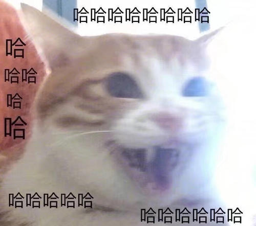 猫指示（1）_2000字