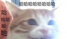 吸猫说明书（一）_2000字