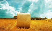 秋天的丰收_200字