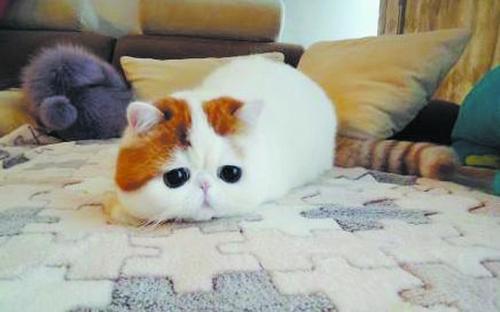 猫灵魂_550字