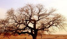 我是一棵树_550字