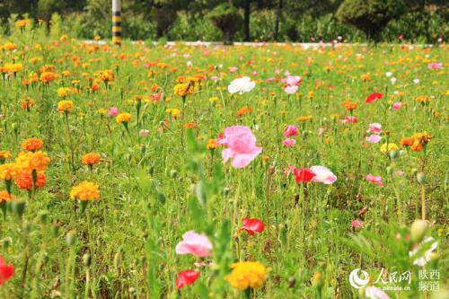 Chry Chrysanthemum _750字