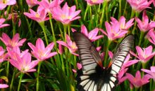 美妙的大自然_500字