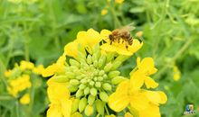 [良言如春] 向春天走去_900字