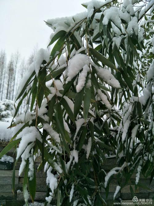 [言言春天]似乎是一个新的雪和春天_1200字