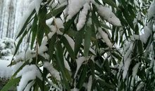 [良言如春] 似逢新雪又初春_1200字