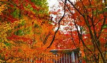 红叶铺满的小路_2000字