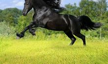 假如我是千里马_500字