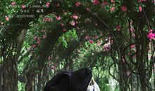 剪雨姑娘和太阳姑娘_1200字