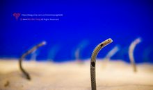 人鱼世界_1000字