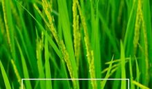 春天，你好_250字